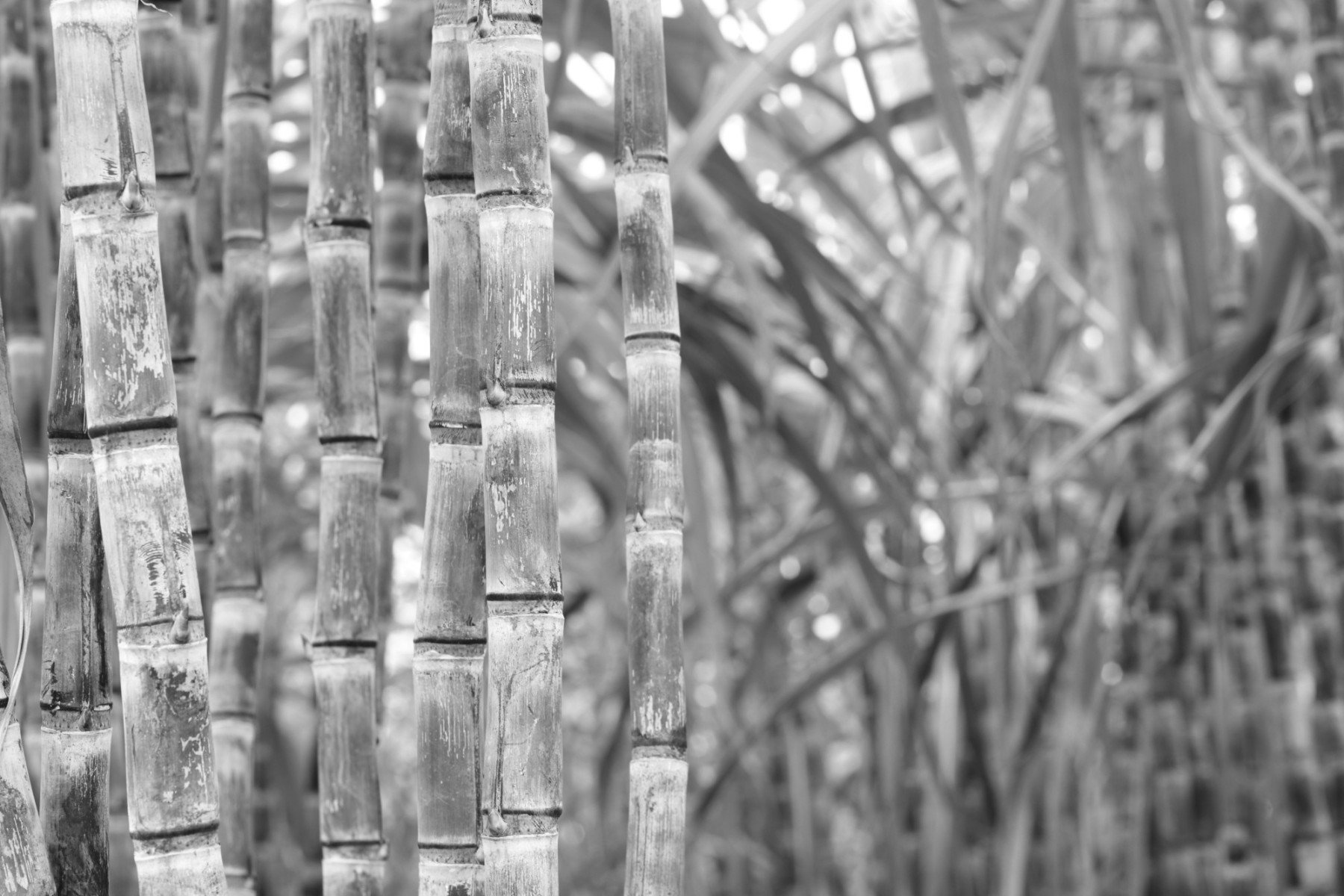 SugarCane-e1410983935449