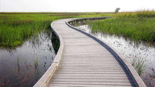 Boardwalk curves through a marsh and wetlands at Sabine National Wildlife Refuge in Louisiana