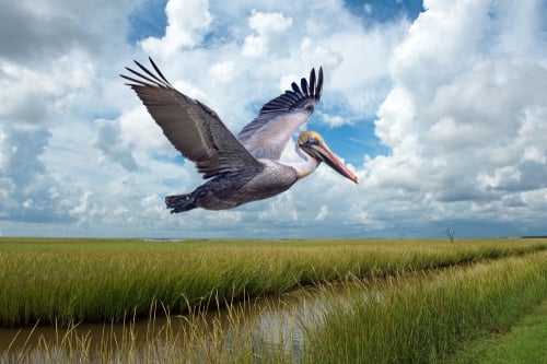 Brown Pelican in Flight Over Marshlands at Grand Isle Louisiana