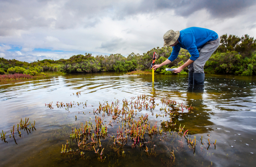 Scientist measuring water depth to install water level data loggers in a coastal wetland